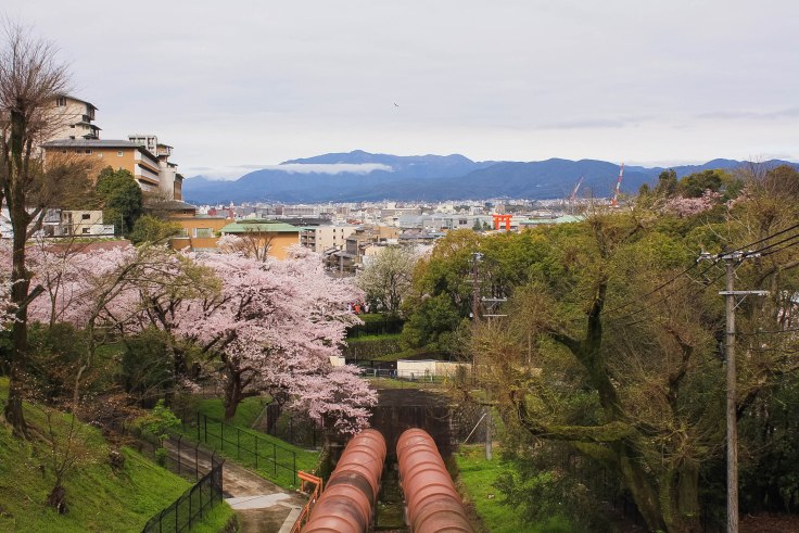 cherry blossom season kyoto0
