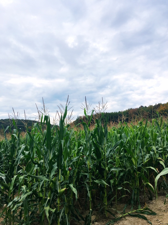 corn-maze-in-fairfield-county-connecticut-ct
