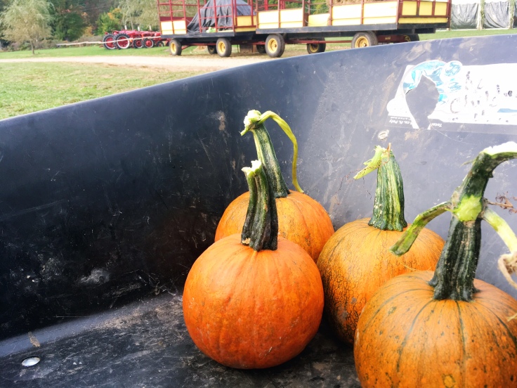 freshly-picked-off-the-vine-pumpkins-in-fairfield-county-ct-newtown